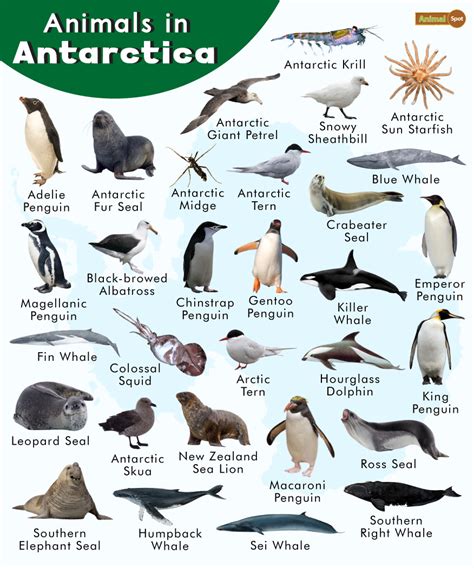 arctic and antarctic animals.